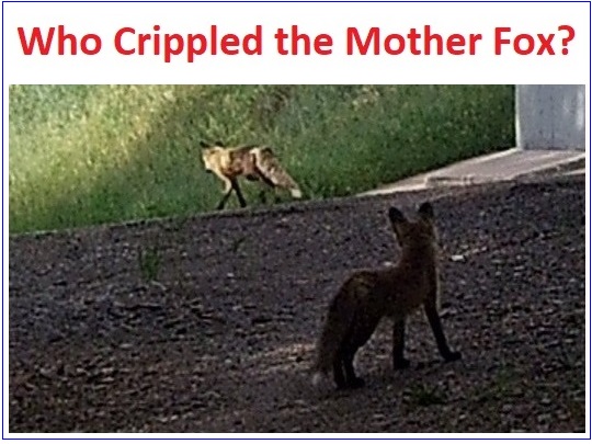 who-crippled-mother-fox.jpg